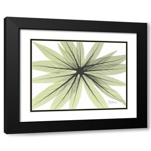 Echium in Green Black Modern Wood Framed Art Print with Double Matting by Koetsier, Albert