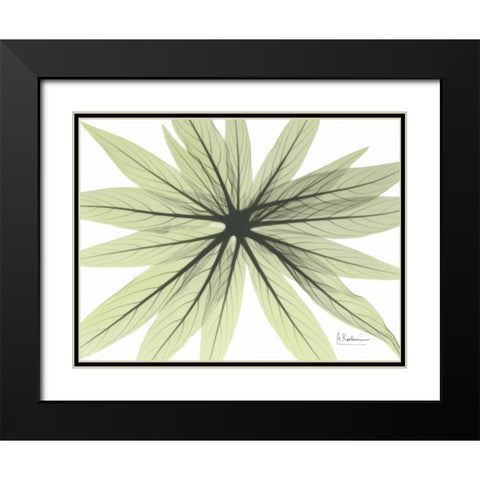 Echium in Green Black Modern Wood Framed Art Print with Double Matting by Koetsier, Albert