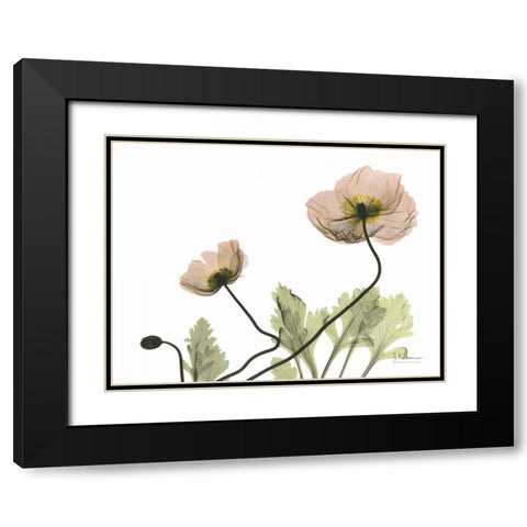 Amandas Iceland Poppies Black Modern Wood Framed Art Print with Double Matting by Koetsier, Albert