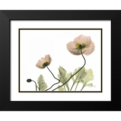 Amandas Iceland Poppies Black Modern Wood Framed Art Print with Double Matting by Koetsier, Albert