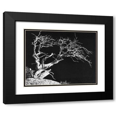 Bodi Tree Black Modern Wood Framed Art Print with Double Matting by Koetsier, Albert