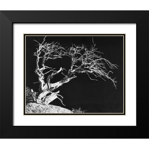 Bodi Tree Black Modern Wood Framed Art Print with Double Matting by Koetsier, Albert