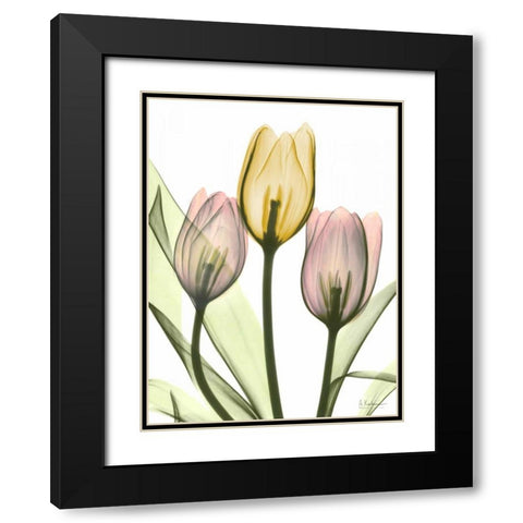 Gentle Tulips Black Modern Wood Framed Art Print with Double Matting by Koetsier, Albert