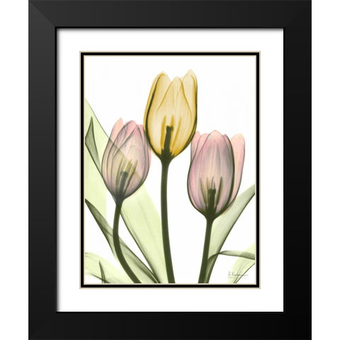 Gentle Tulips Black Modern Wood Framed Art Print with Double Matting by Koetsier, Albert