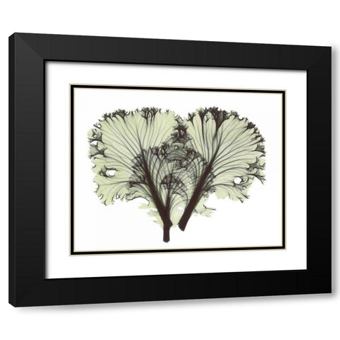 Kale in Green Black Modern Wood Framed Art Print with Double Matting by Koetsier, Albert