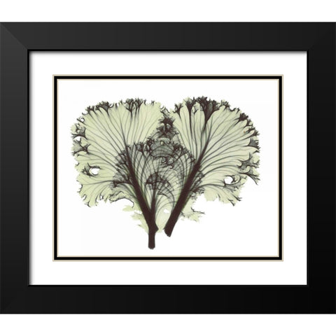 Kale in Green Black Modern Wood Framed Art Print with Double Matting by Koetsier, Albert