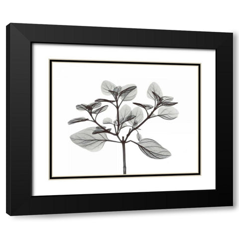 Oregano in BandW Black Modern Wood Framed Art Print with Double Matting by Koetsier, Albert