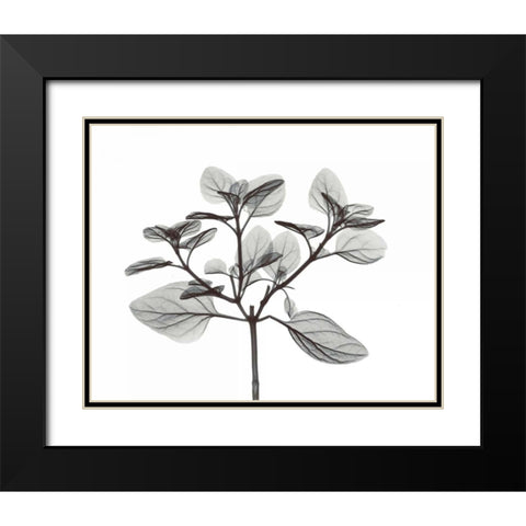 Oregano in BandW Black Modern Wood Framed Art Print with Double Matting by Koetsier, Albert