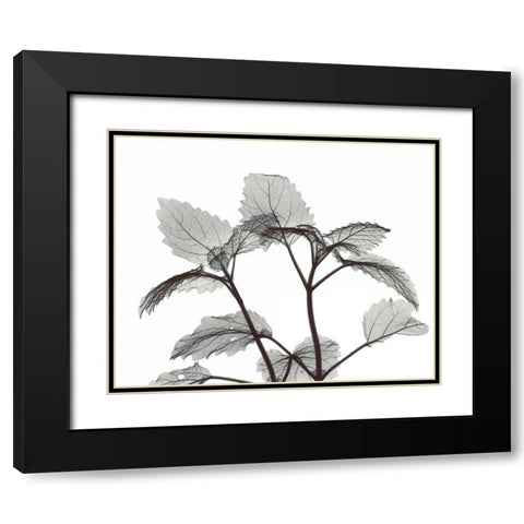 Lemon Balm  in BandW Black Modern Wood Framed Art Print with Double Matting by Koetsier, Albert