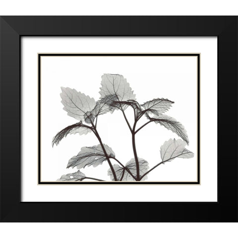 Lemon Balm  in BandW Black Modern Wood Framed Art Print with Double Matting by Koetsier, Albert