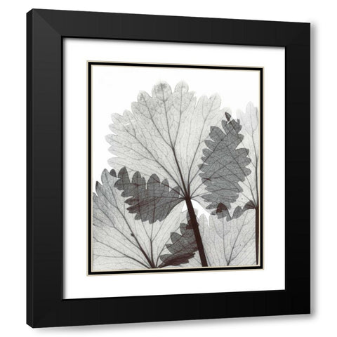 Anise  in BandW Black Modern Wood Framed Art Print with Double Matting by Koetsier, Albert