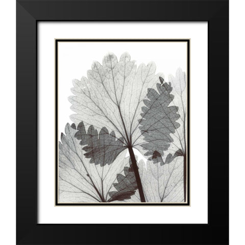 Anise  in BandW Black Modern Wood Framed Art Print with Double Matting by Koetsier, Albert