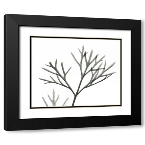 Dill  in BandW Black Modern Wood Framed Art Print with Double Matting by Koetsier, Albert