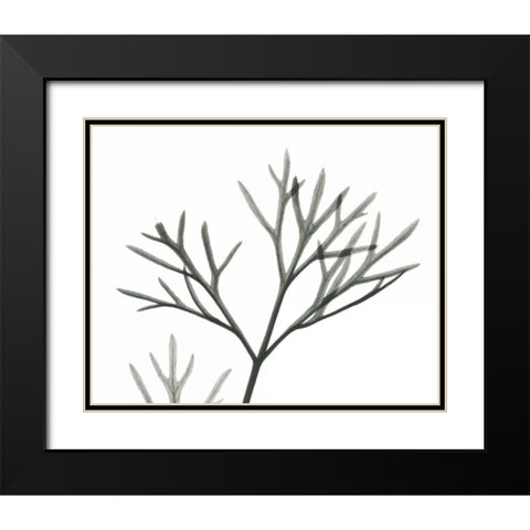 Dill  in BandW Black Modern Wood Framed Art Print with Double Matting by Koetsier, Albert