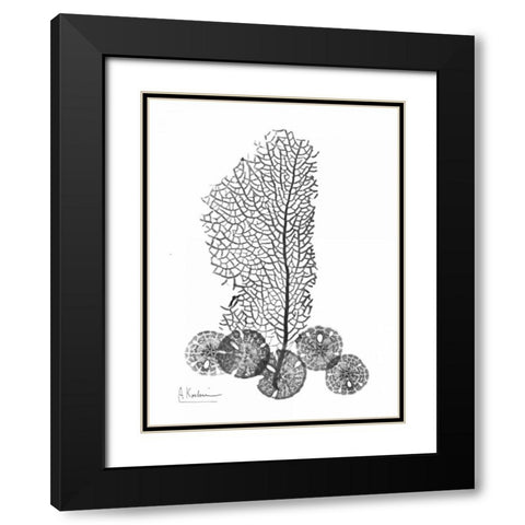 Sea Fan and Sand Dollar  in BandW Black Modern Wood Framed Art Print with Double Matting by Koetsier, Albert