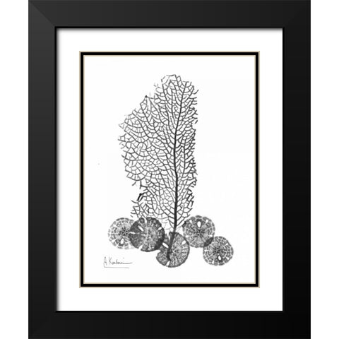 Sea Fan and Sand Dollar  in BandW Black Modern Wood Framed Art Print with Double Matting by Koetsier, Albert