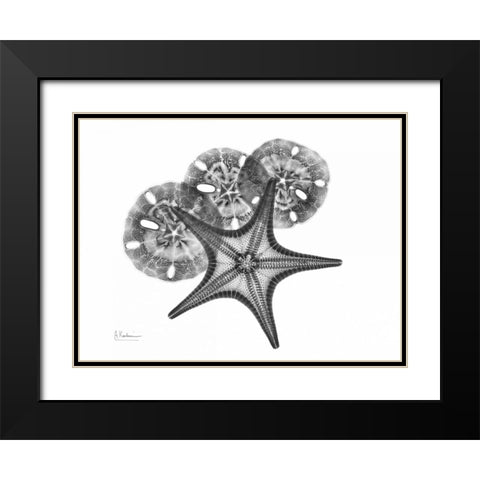 Starfish and Sand Dollar Black Modern Wood Framed Art Print with Double Matting by Koetsier, Albert