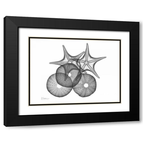 Sea Urchin and Starfish Black Modern Wood Framed Art Print with Double Matting by Koetsier, Albert