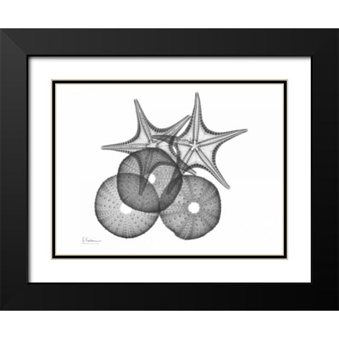 Sea Urchin and Starfish Black Modern Wood Framed Art Print with Double Matting by Koetsier, Albert