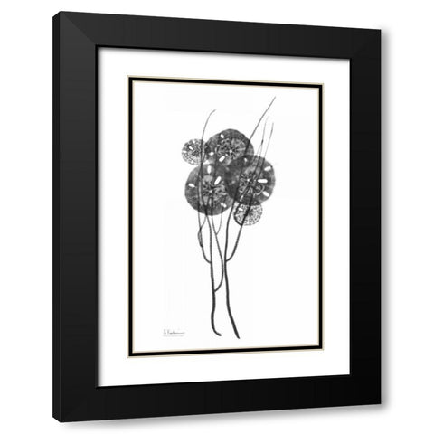 Sand Dollars in BandW Black Modern Wood Framed Art Print with Double Matting by Koetsier, Albert