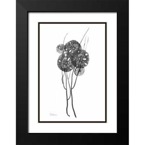 Sand Dollars in BandW Black Modern Wood Framed Art Print with Double Matting by Koetsier, Albert