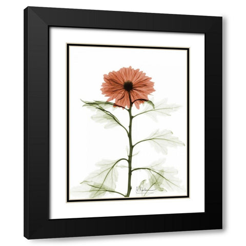 Chrysanthemum for Chrissy Black Modern Wood Framed Art Print with Double Matting by Koetsier, Albert