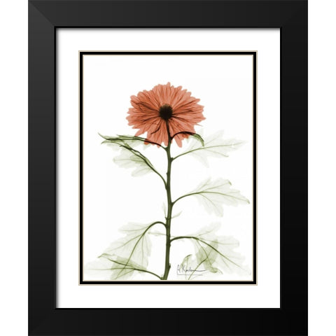 Chrysanthemum for Chrissy Black Modern Wood Framed Art Print with Double Matting by Koetsier, Albert