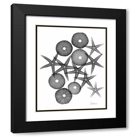 Starfish and Sea Urchin Medley Black Modern Wood Framed Art Print with Double Matting by Koetsier, Albert