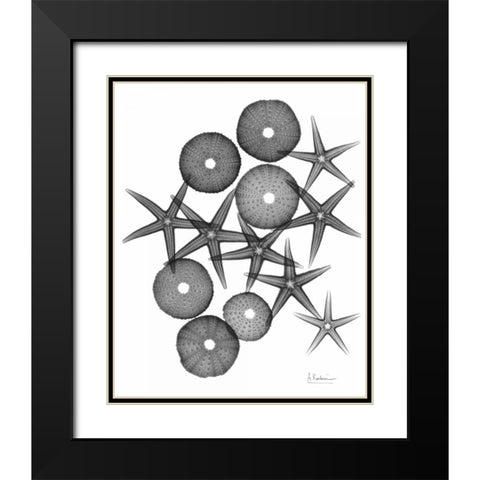 Starfish and Sea Urchin Medley Black Modern Wood Framed Art Print with Double Matting by Koetsier, Albert