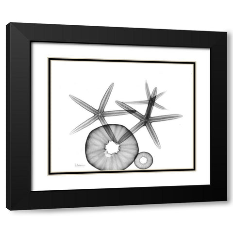 Starfish and Sea Urchin  Arrangement Black Modern Wood Framed Art Print with Double Matting by Koetsier, Albert