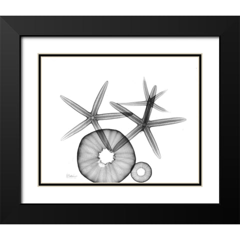 Starfish and Sea Urchin  Arrangement Black Modern Wood Framed Art Print with Double Matting by Koetsier, Albert