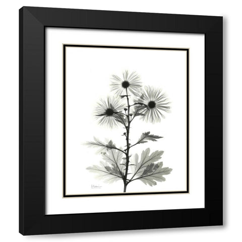 Chrysanthemum for Christine Black Modern Wood Framed Art Print with Double Matting by Koetsier, Albert
