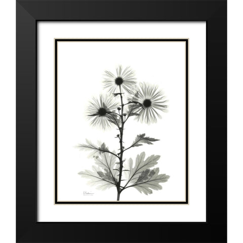 Chrysanthemum for Christine Black Modern Wood Framed Art Print with Double Matting by Koetsier, Albert