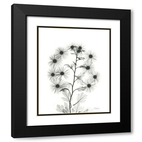 Chrysanthemum Bouquet Black Modern Wood Framed Art Print with Double Matting by Koetsier, Albert