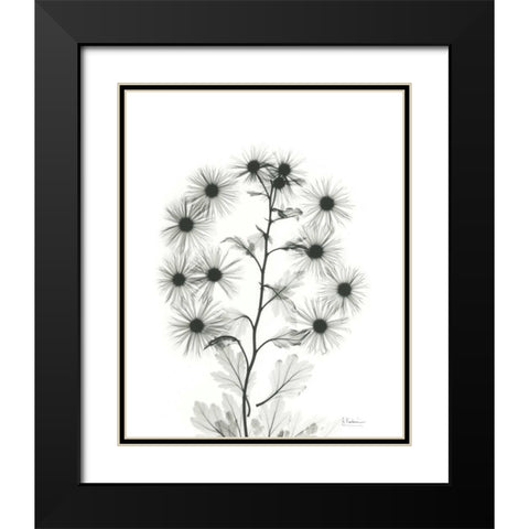 Chrysanthemum Bouquet Black Modern Wood Framed Art Print with Double Matting by Koetsier, Albert