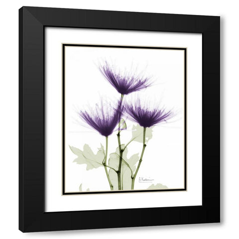 Christines Chrysanthemum Black Modern Wood Framed Art Print with Double Matting by Koetsier, Albert