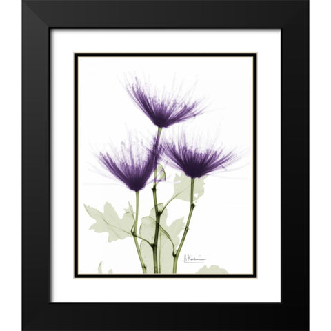 Christines Chrysanthemum Black Modern Wood Framed Art Print with Double Matting by Koetsier, Albert