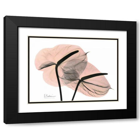 Pink Anthurium Black Modern Wood Framed Art Print with Double Matting by Koetsier, Albert