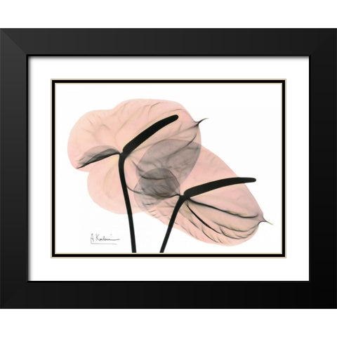 Pink Anthurium Black Modern Wood Framed Art Print with Double Matting by Koetsier, Albert