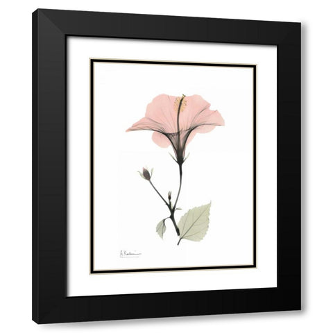 Pink Hibiscus Black Modern Wood Framed Art Print with Double Matting by Koetsier, Albert