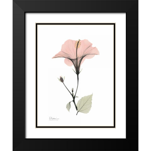 Pink Hibiscus Black Modern Wood Framed Art Print with Double Matting by Koetsier, Albert