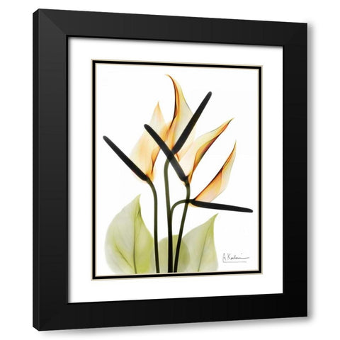 Anthurium Black Modern Wood Framed Art Print with Double Matting by Koetsier, Albert