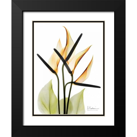 Anthurium Black Modern Wood Framed Art Print with Double Matting by Koetsier, Albert