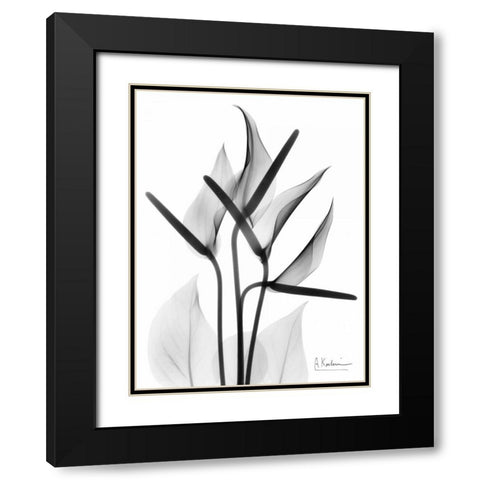 Anthurium in BandW Black Modern Wood Framed Art Print with Double Matting by Koetsier, Albert