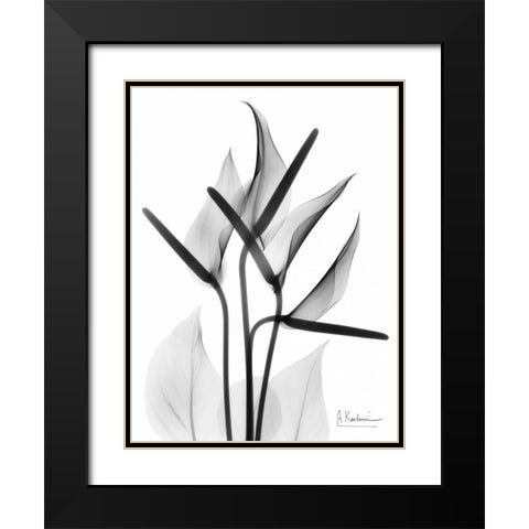 Anthurium in BandW Black Modern Wood Framed Art Print with Double Matting by Koetsier, Albert