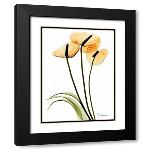 Anthurium Black Modern Wood Framed Art Print with Double Matting by Koetsier, Albert