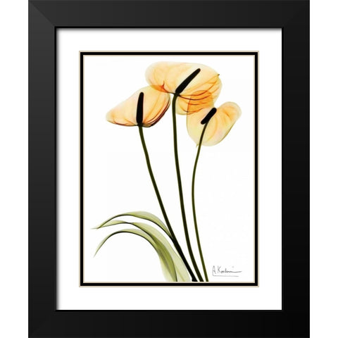 Anthurium Black Modern Wood Framed Art Print with Double Matting by Koetsier, Albert