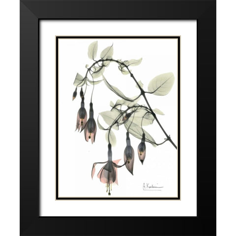 Fuchsia in Color Black Modern Wood Framed Art Print with Double Matting by Koetsier, Albert