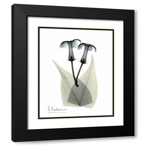 Stephanotis Pair  in Color Black Modern Wood Framed Art Print with Double Matting by Koetsier, Albert