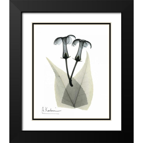 Stephanotis Pair  in Color Black Modern Wood Framed Art Print with Double Matting by Koetsier, Albert